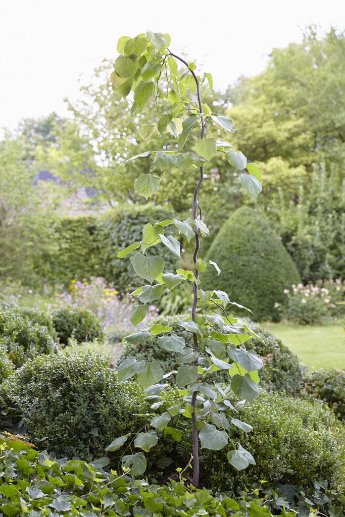  Judasboom (Cercis Canadensis 'Vanilla Twist')