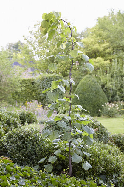  Judasboom (Cercis Canadensis 'Vanilla Twist')