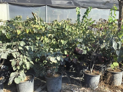  Judasboom Als Struik (Cercis Canadensis 'Forest Pansy')
