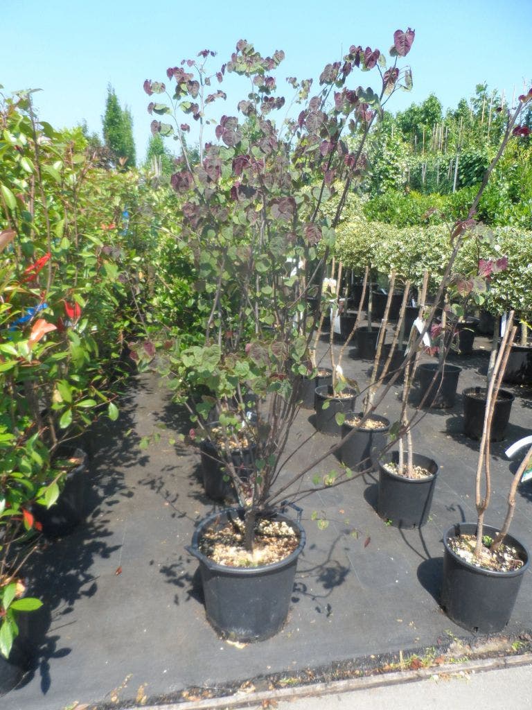  Judasboom Als Struik (Cercis Canadensis 'Forest Pansy')