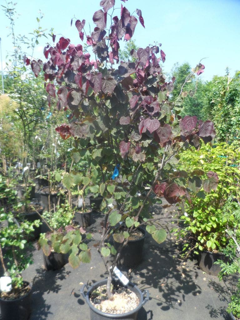  Judasboom Als Struik (Cercis Canadensis 'Forest Pansy')
