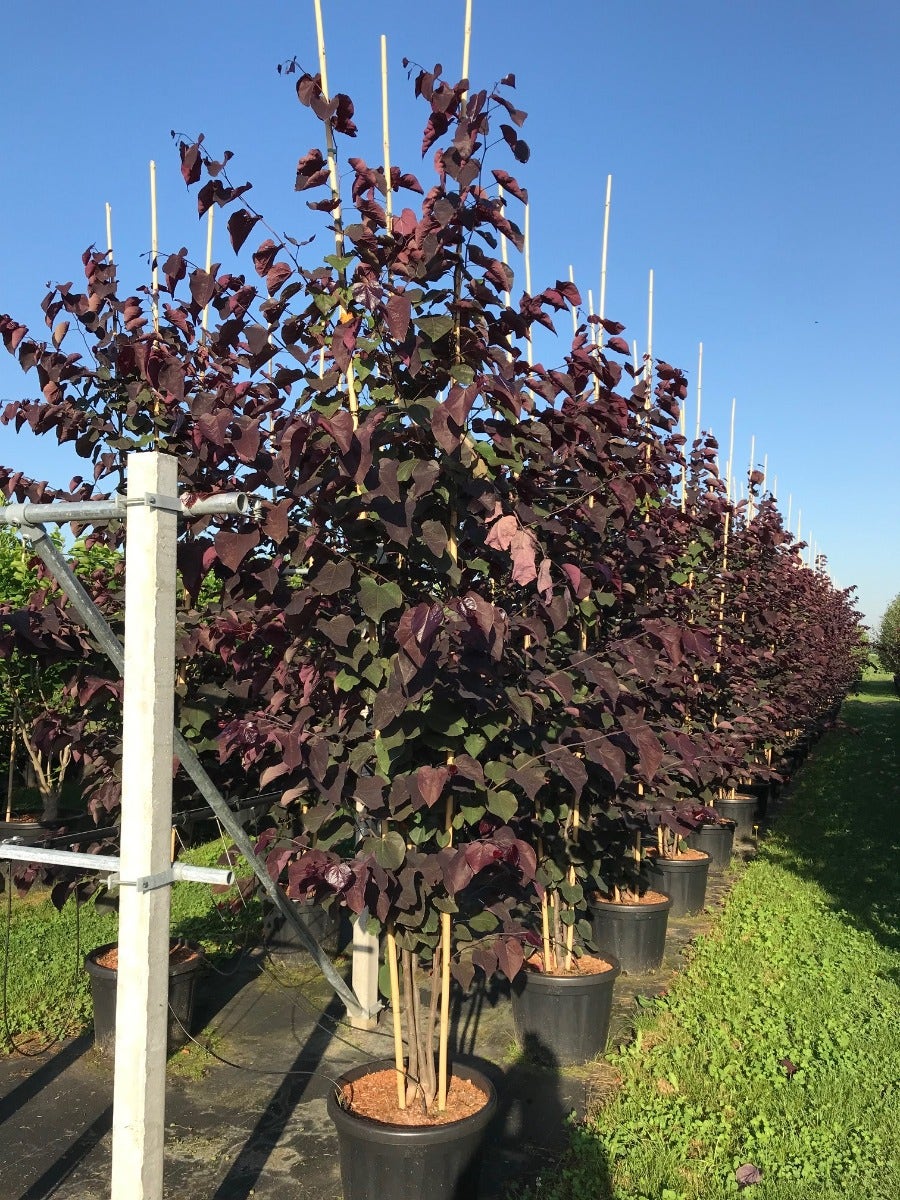  Meerstammige Judasboom (Cercis Canadensis 'Forest Pansy')
