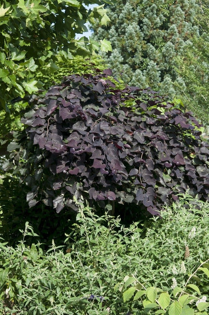  Treur Judasboom (Cercis Canadensis 'Ruby Falls') 
