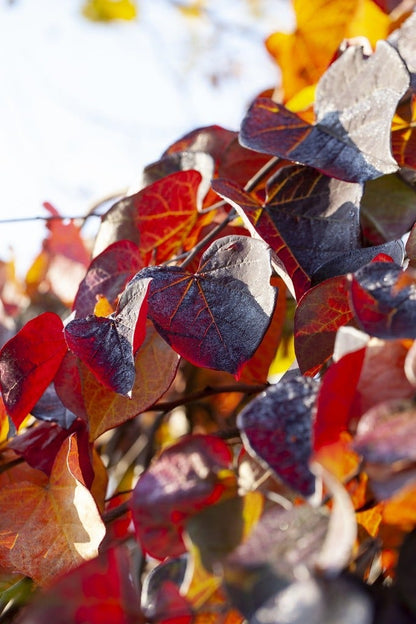  Treur Judasboom (Cercis Canadensis 'Ruby Falls') 