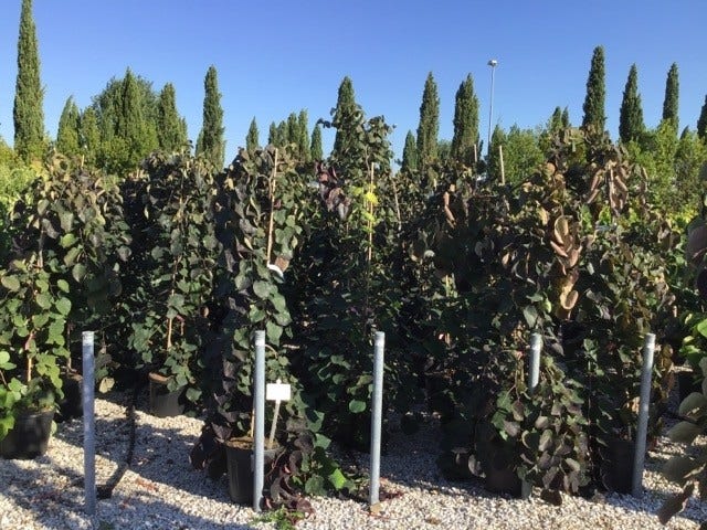  Treur Judasboom (Cercis Canadensis 'Ruby Falls') 