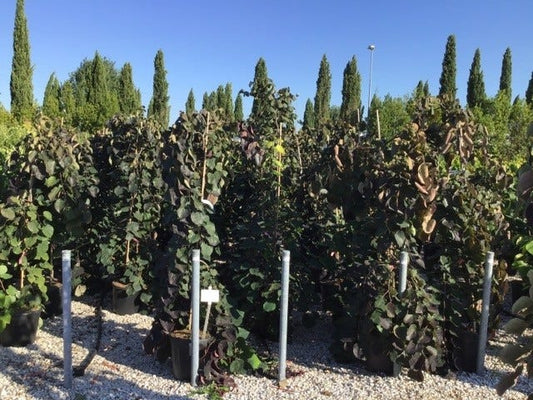  Treur Judasboom (Cercis Canadensis 'Ruby Falls') 