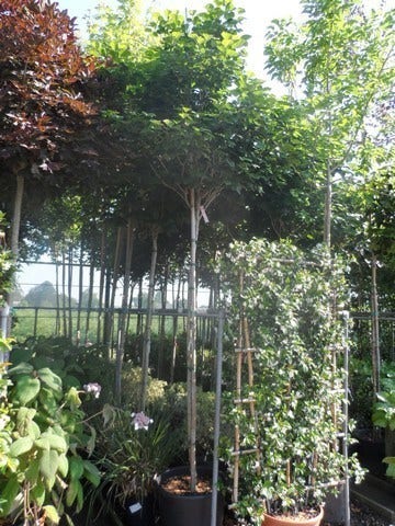  Chinese Judasboom (Cercis Chinensis 'Avondale')