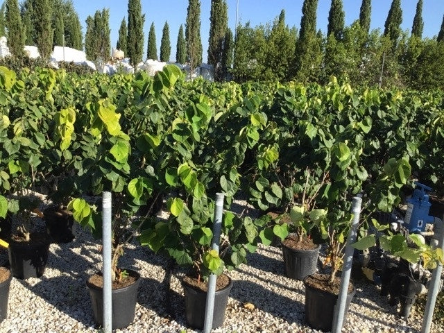  Chinese Judasboom (Cercis Chinensis 'Avondale')