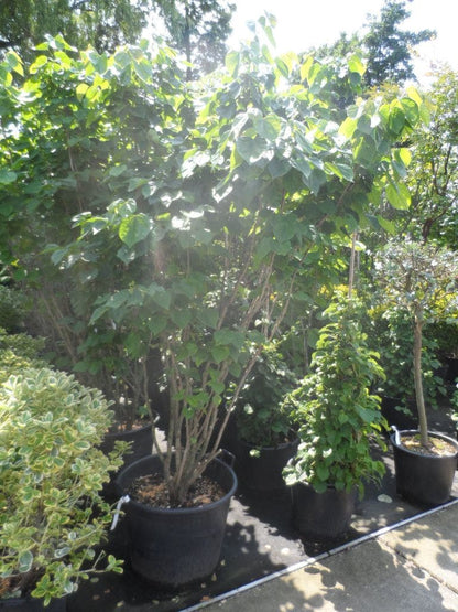  Chinese Judasboom (Cercis Chinensis 'Avondale')