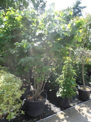  Chinese Judasboom (Cercis Chinensis 'Avondale')