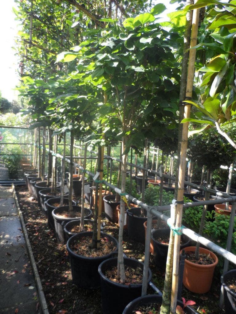  Chinese Judasboom (Cercis Chinensis 'Avondale')