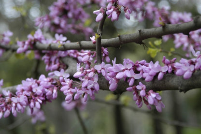  Judasboom Als Struik (Cercis Siliquastrum)