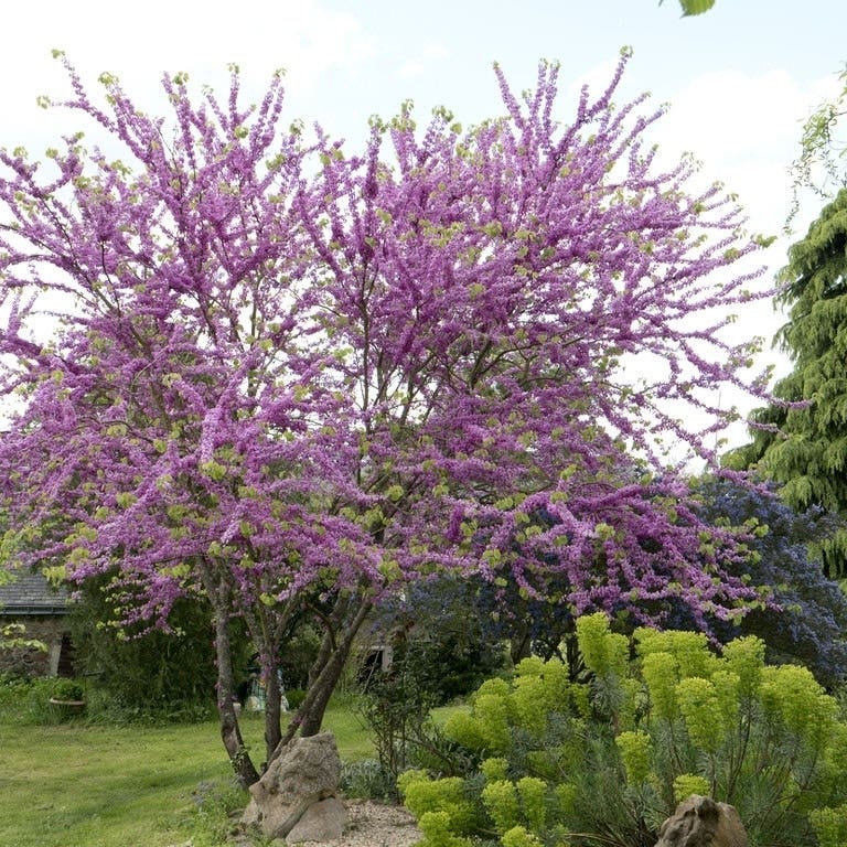  Judasboom Als Struik (Cercis Siliquastrum)