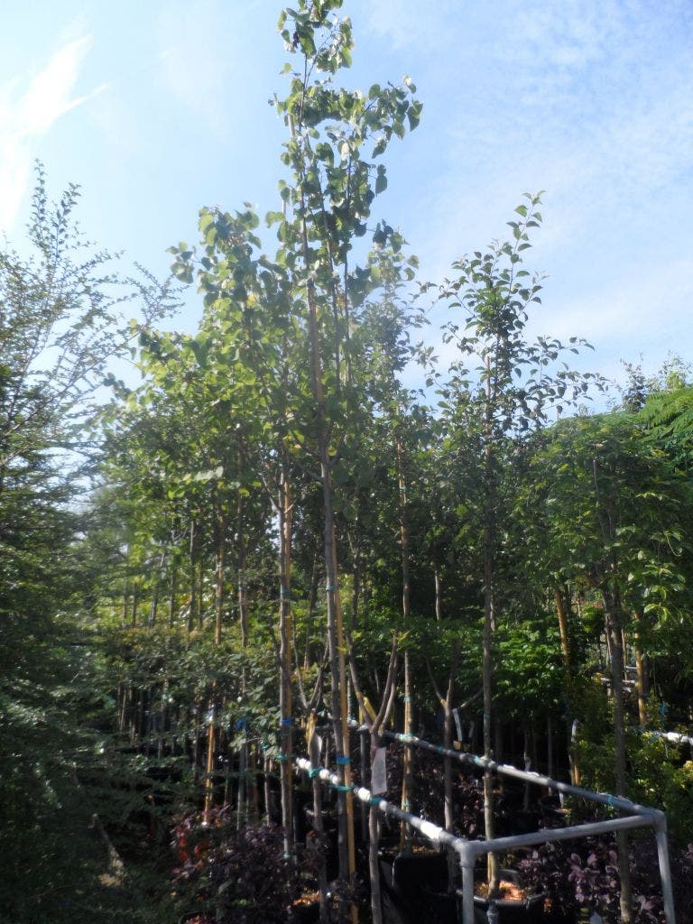  Judasboom (Cercis Siliquastrum)