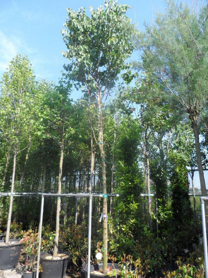  Judasboom (Cercis Siliquastrum)