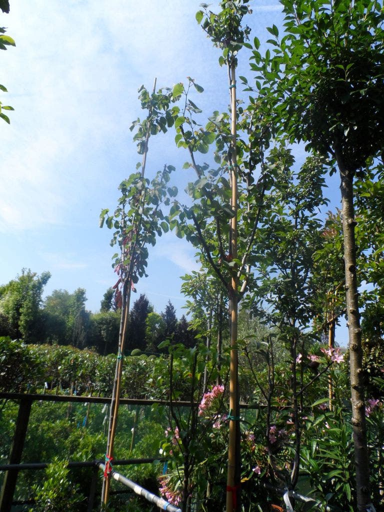  Judasboom (Cercis Siliquastrum)
