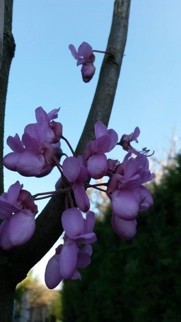  Judasboom (Cercis Siliquastrum)