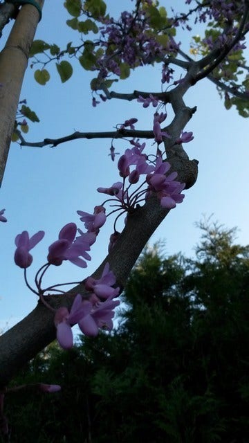  Judasboom (Cercis Siliquastrum)