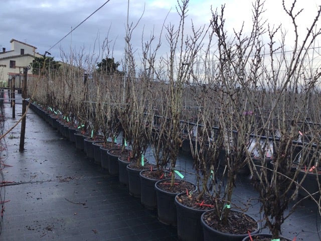  Chinese Judasboom (Cercis Chinensis 'Shirobana')
