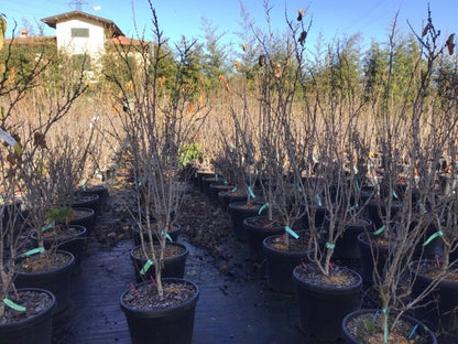  Chinese Judasboom (Cercis Chinensis 'Shirobana')