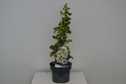  Japanse Kwee (Chaenomeles Superba 'Jet Trail')