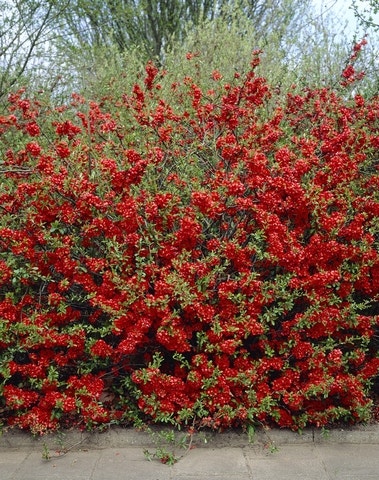  Japanse Kwee (Chaenomeles Superba 'Texas Scarlet')