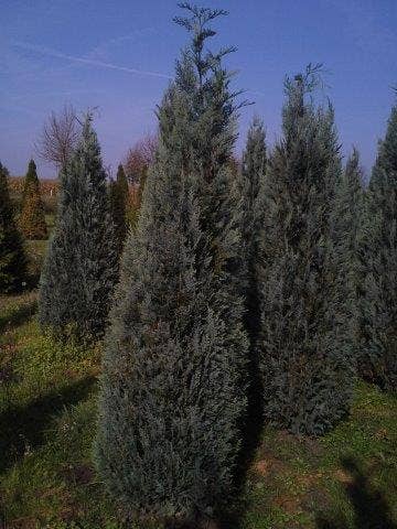  Blauwe Haagconifeer (Chamaecyparis Lawsoniana 'Columnaris')