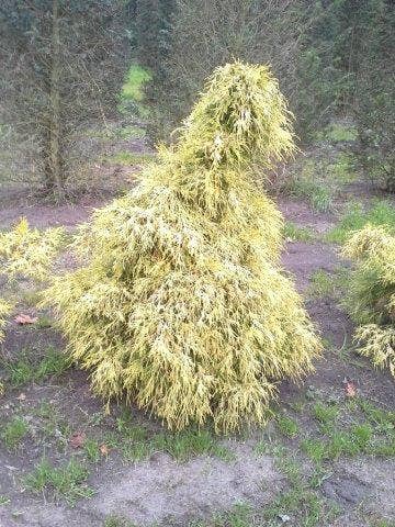  Cypres (Chamaecyparis Pisifera 'Filifera Aurea')