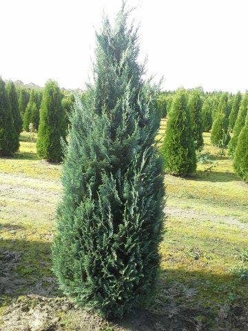 Blauwe Haagconifeer (Chamaecyparis Lawsoniana 'Columnaris')