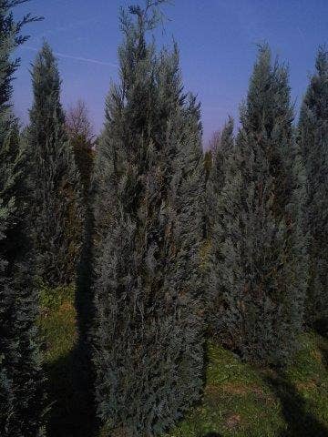  Blauwe Haagconifeer (Chamaecyparis Lawsoniana 'Columnaris')