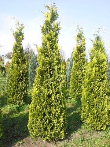  Gele Haagconifeer (Chamaecyparis Lawsoniana 'Ivonne')