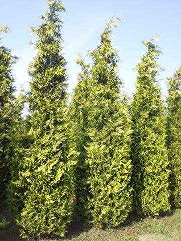  Gele Haagconifeer (Chamaecyparis Lawsoniana 'Ivonne')