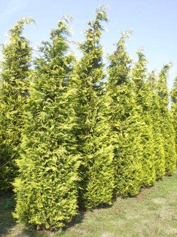  Gele Haagconifeer (Chamaecyparis Lawsoniana 'Ivonne')