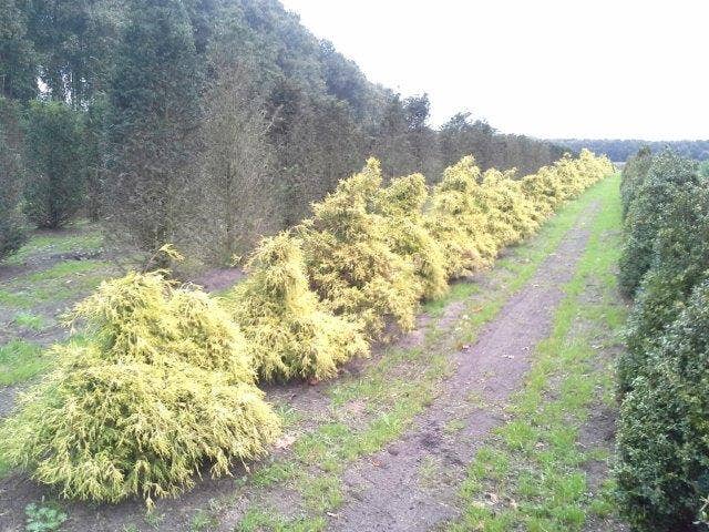  Cypres (Chamaecyparis Pisifera 'Filifera Aurea')
