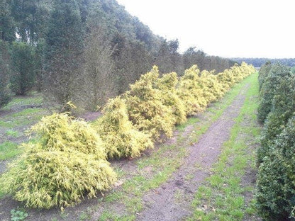  Cypres (Chamaecyparis Pisifera 'Filifera Aurea')