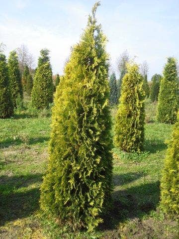  Gele Haagconifeer (Chamaecyparis Lawsoniana 'Stardust')