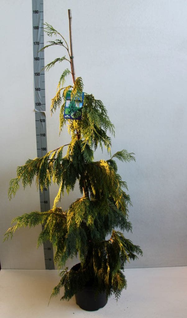  Cypres (Chamaecyparis Nootkatensis 'Pendula')