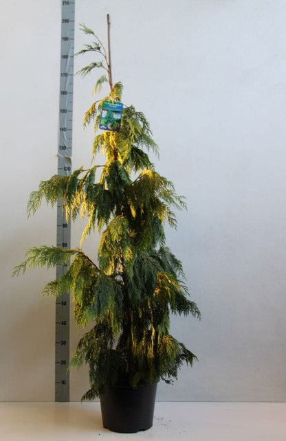  Cypres (Chamaecyparis Nootkatensis 'Pendula')