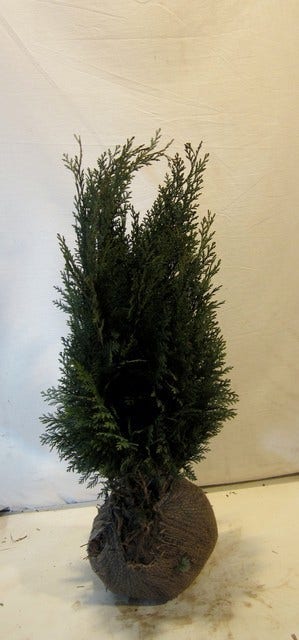  Blauwe Haagconifeer (Chamaecyparis Lawsoniana 'Columnaris')