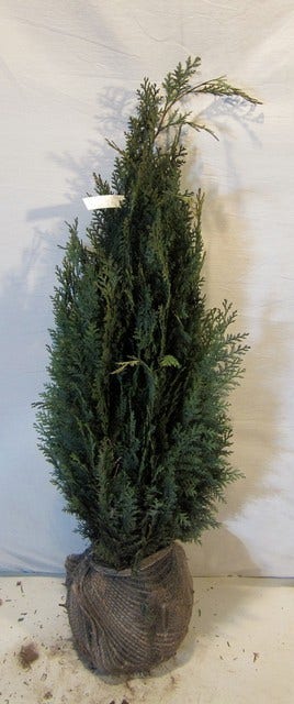  Blauwe Haagconifeer (Chamaecyparis Lawsoniana 'Columnaris')