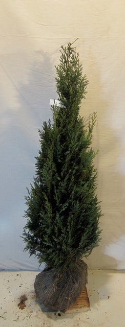  Blauwe Haagconifeer (Chamaecyparis Lawsoniana 'Columnaris')