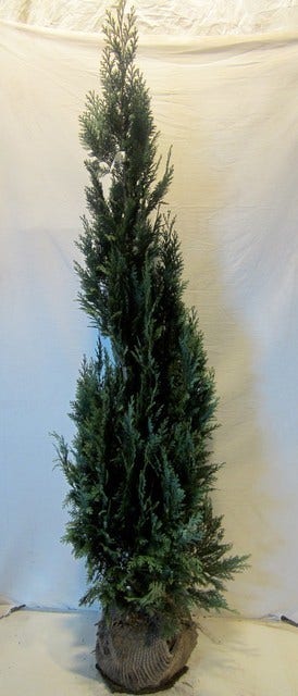  Blauwe Haagconifeer (Chamaecyparis Lawsoniana 'Columnaris')