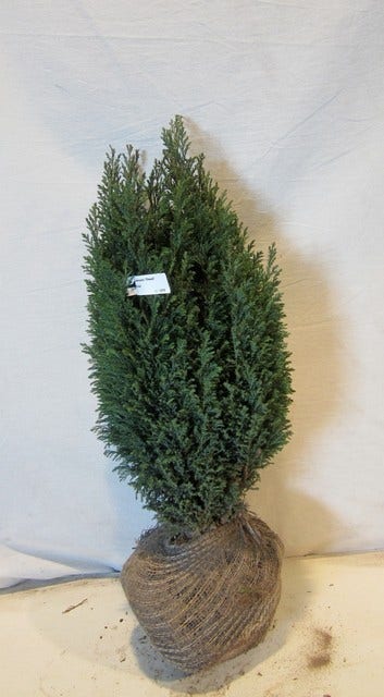  Cypres (Chamaecyparis Lawsoniana 'Ellwoodii')