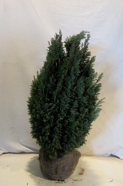  Cypres (Chamaecyparis Lawsoniana 'Ellwoodii')