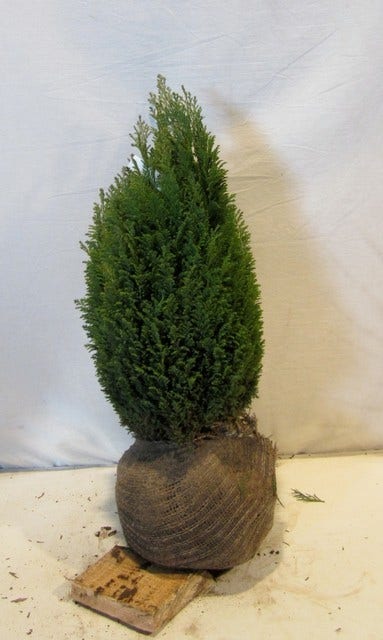 Cypres (Chamaecyparis Lawsoniana 'Ellwoodii')