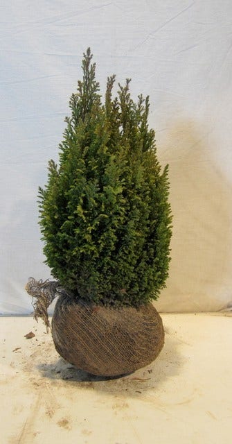  Cypres (Chamaecyparis Lawsoniana 'Ellwoodii')