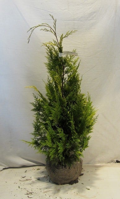  Gele Haagconifeer (Chamaecyparis Lawsoniana 'Ivonne')