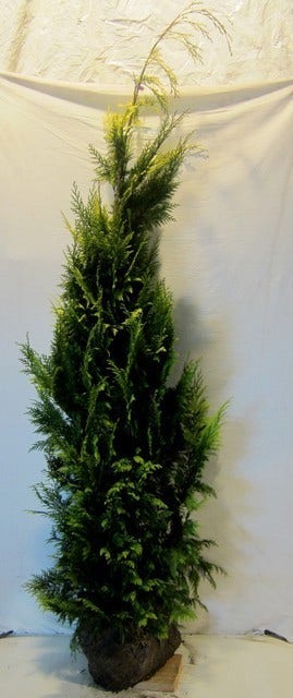  Gele Haagconifeer (Chamaecyparis Lawsoniana 'Ivonne')