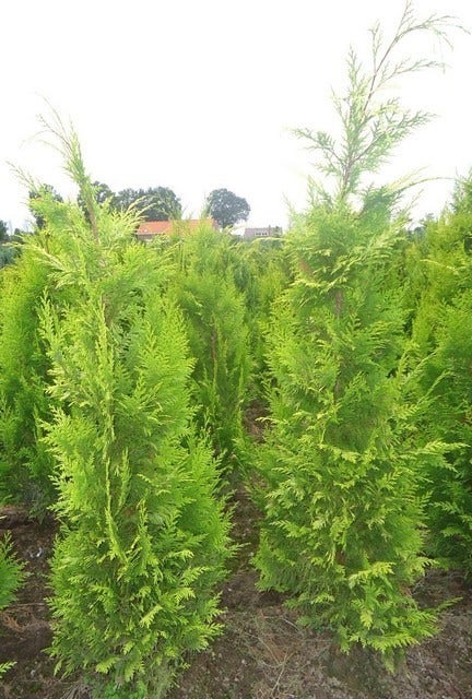  Gele Haagconifeer (Chamaecyparis Lawsoniana 'Ivonne')
