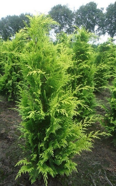  Gele Haagconifeer (Chamaecyparis Lawsoniana 'Stardust')